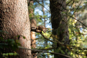 a squirrel climbing in a tree