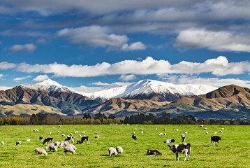 Beautiful landscape with grazing cows - obrazy, fototapety, plakaty