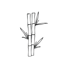 bamboo isolated on white. Hand drawn line art vector of bamboo