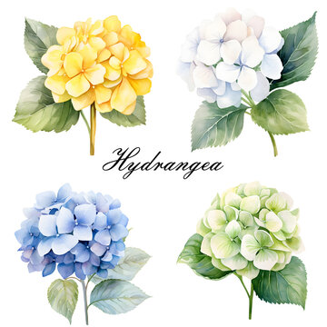Watercolor yellow, blue, white and green hydrangea flower. Watercolor botanical illustration.