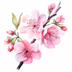 Isolated watercolor pink flowers on a white background. High-resolution