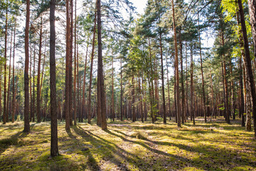 Pine forest landscape in Ukraine.