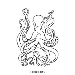 hand drawn line art vector of Octopus.