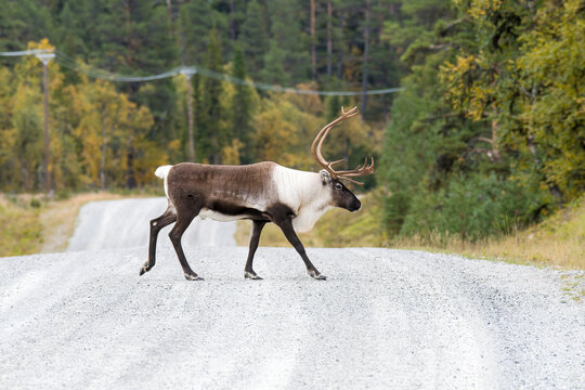 Rentiere beim &Uuml;berqueren einer Stra&szlig;e in Schweden