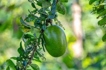 Calabash Tree, Crescentia cujete with big green fruit which can be used for musical instrument...