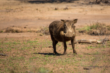 A common warthog looking at the camera