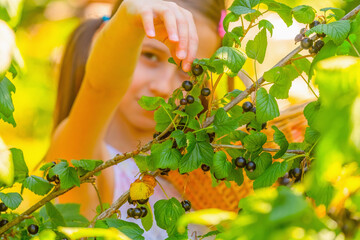 Young beautiful girl picking blackcurrants outdoors again a green background