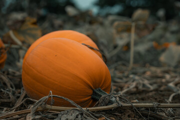 Pumpkins growing in a pumpkin patch, halloween decoration, large orange fruit, harvest thanksgiving
