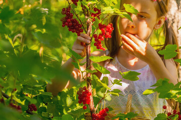 Brunette girl picks berries in the garden. Young beautiful girl picking, eating and enjoys the...