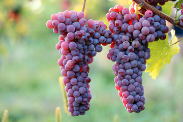 Saftige Trauben bereit fÃ¼r die Weinlese