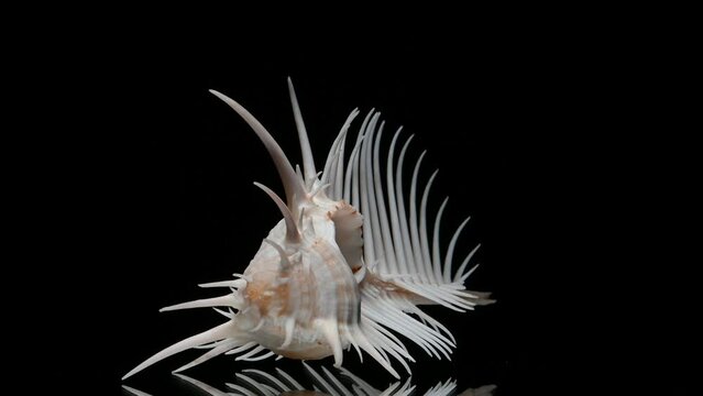 Venus Comb Murex shell (Murex pecten) rotating slowly against a black background.