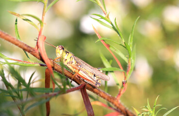 red-legged grasshopper early fall in early morning light