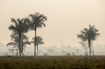 Tree silhouettes against a misty sky, early in the morning while traveling the lowlands of Bolivia...