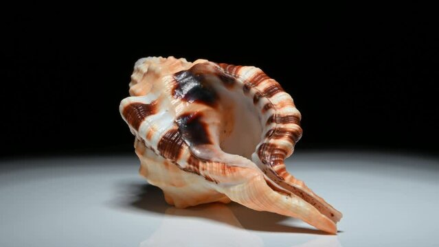 Large Spotted Triton / Yellow Triton shell (Lotoria grandimaculatum / Cymatium grandimaculatum) rotating slowly against a black background.