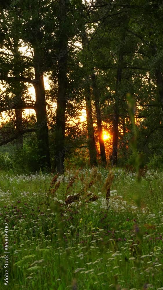 Canvas Prints sunset in summer forest, timelapse. vertical video