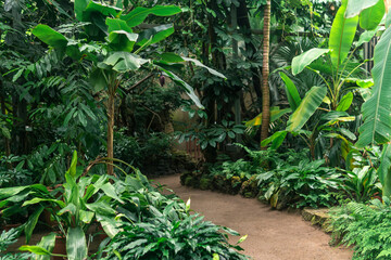 interior of a large greenhouse with tropical plants