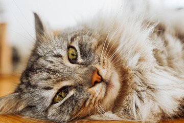 fluffy domestic cat lies on parquet floor