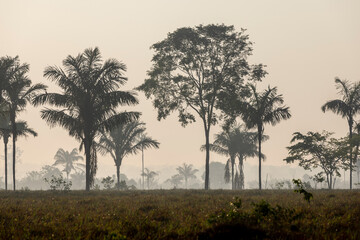 Obraz premium Tree silhouettes against a misty sky, early in the morning while traveling the lowlands of Bolivia between Guayaramerin and Trinidad, Beni department; South America