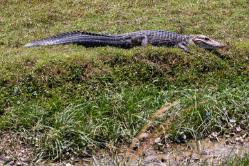 Caiman in the Bolivian lowlands between Guayaramerin and Trinidad, Beni department - Traveling and exploring nature and wildlife of South America