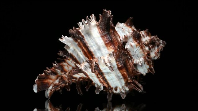 Endive Murex (Hexaplex cichoreum) shell rotating slowly against a black background.