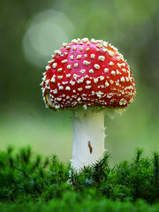 Fly agaric with tiny snail