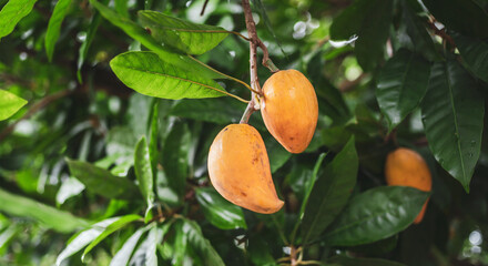 Canistel, Tiesa, yellow sapote, Pouteria Campechiana,Canistel, tree,ripe