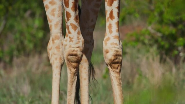 Close up tilt shot of a reticulated giraffe (Giraffa reticulata) from toe to head during the morning in Africa.