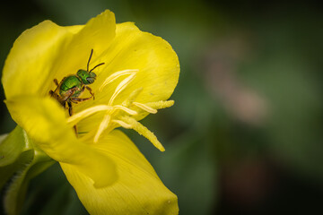 Sweat Bee on yellow flower