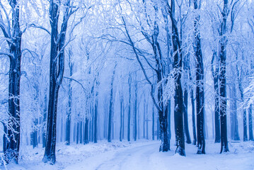 Winter forest and path covered with snow, trees covered with frost