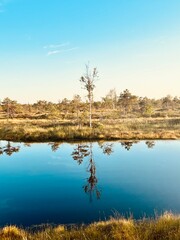 tree on the lake