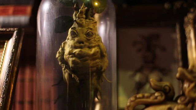 Russia Saint-Petersburg 09.09.2023 Mandrake Root In A Bottle.