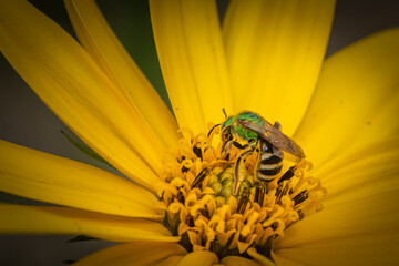 Sweat Bee on yellow flower