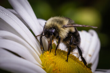 Bee on daisy