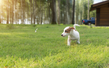 happy explore trip of jack russel puppy running on green grass rural life with wood shelter and truck car