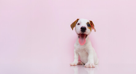 Smiling and show tongue Jack Russel terrier dog. on white background. Studio shot for advertising pet food