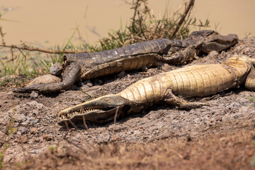 Dead caimen in the brutal sun of the Bolivian lowlands in dry season - Traveling and exploring South America 