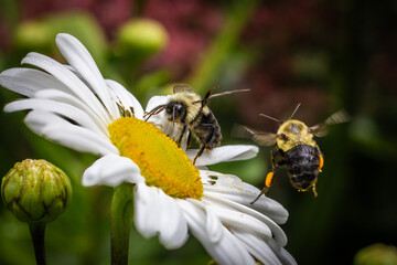 Bee on daisy