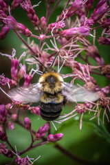 bee on a pink flower