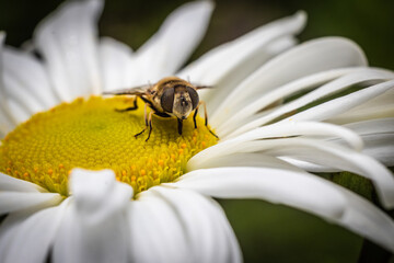 Bee on daisy