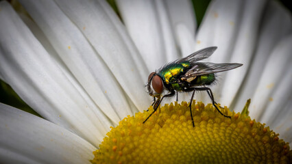 Bee on daisy