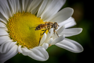 Bee on daisy