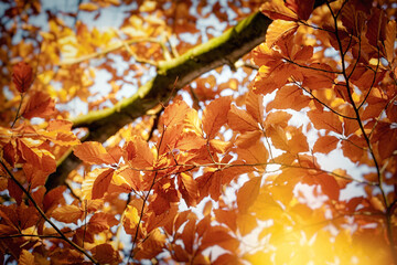 Autumn leaves on a tree in the forest,  sun rays illuminate the branches on the tree Selective focus on beautiful leaves