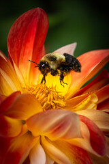 Bee approaching dahlia