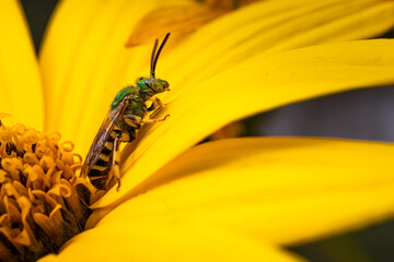 Sweat bee on yellow flower