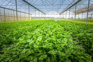 Rows of organically grown fresh parsley for the food industry. Agro-industrial complex of plantation for growing vegetable crops in Ban Paksong, Champasak Province, Laos.