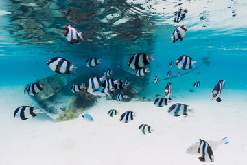 Tropical blue ocean with wreck on sandy bottom and school of fish, underwater in Mauritius