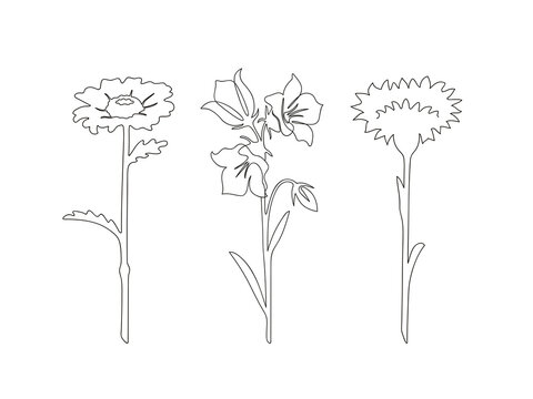 One daisy, a bell and a cornflower, a carnation with a black outline are drawn in the style of linart on a white background, coloring