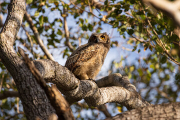 Great horned owl. Juvenile (Bubo virginianus nacurutu)