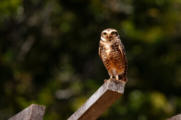 Burrowing Owl (Athene Cunicularia). Copy space