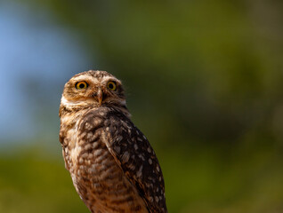 Burrowing Owl (Athene Cunicularia). Copy space